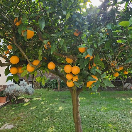 La Limonaia Villa Castel Volturno Kültér fotó
